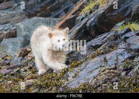 Spirit bear Cub (Ursus Americanus Kermodei) auf Nahrungssuche in der Gezeitenzone, Great Bear Rainforest, Britisch-Kolumbien zentrale Stockfoto