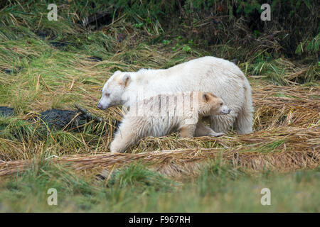 Geist der Mutter Bär (Ursus Americanus Kermodei) und Jährling Cub Angeln am Lachs Fluss Great Bear Rainforest, Brite/Britin Stockfoto