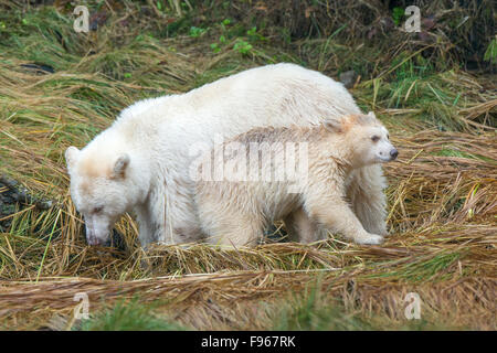 Geist der Mutter Bär (Ursus Americanus Kermodei) und Jährling Cub Angeln am Lachs Fluss Great Bear Rainforest, Brite/Britin Stockfoto