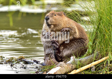 Einen Erwachsenen Biber "Castor Canadenis" sitzen auf seinem hinteren Ende im seichten Wasser Schnitt sein Fell mit seiner hinteren Fuß. Stockfoto