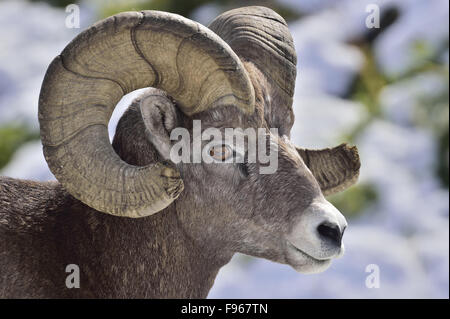 Eine Seite View Porträt-Bild eine wilde Reife Bighorn RAM 'Ovis Canadensis'; Stockfoto