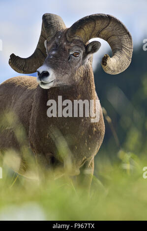 Ein Portraitbild eine wilde Reife Bighorn RAM "Ovis Canadensis' mit einigen defokussierten Rasen vor Stockfoto