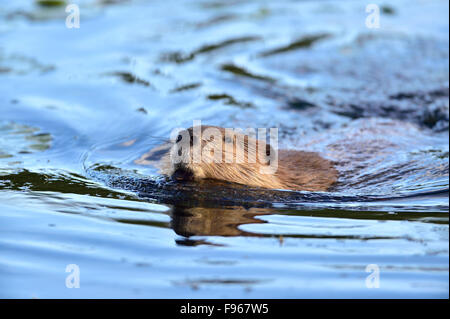 Ein Biber Castor-Canadenis, nach vorne durch das farbige Wasser Maxwell See bei Hinton Alberta Canada schwimmen. Stockfoto