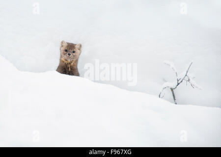 Erwachsene weibliche Baummarder (Martes Americana), Jasper Nationalpark, Alberta, Kanada Stockfoto