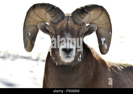 Vorderansicht Portrait eine Reife rocky Mountain Bighorn Schafe Orvis Canadensis mit Schnee auf seinem Gesicht und Hörner. Stockfoto