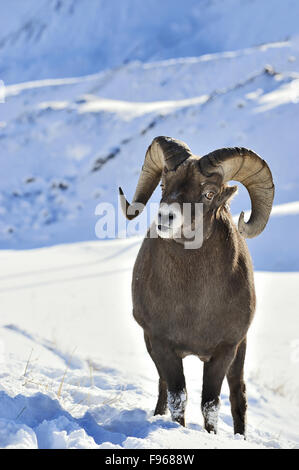 Ein vertikales Bild eines Bighorn RAM Orvis Canadensis, steht in den Schnee ein wachsames Auge für Gefahr und anderen Widder Stockfoto