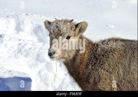 Ein Portraitbild von einem Baby Dickhornschaf Orvis Canadensis, Nahrungssuche im Tiefschnee in den Ausläufern der Rocky mountains Stockfoto