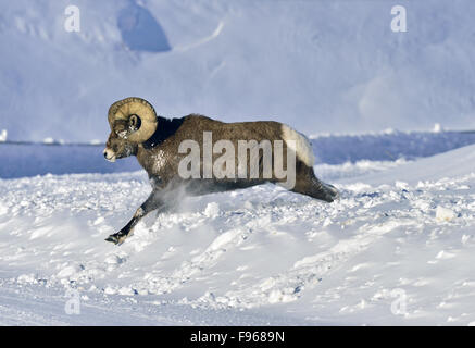 Eine Seitenansicht von einem rocky Mountain Bighorn ram Orvis Canadensis, springen durch den Tiefschnee Alberta. Stockfoto