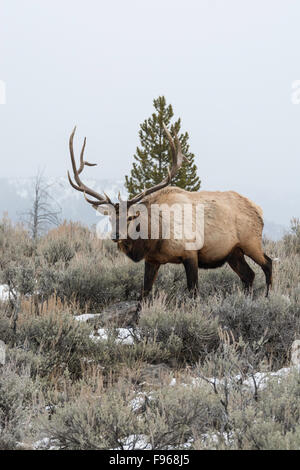 Elche (Cervus Elaphus) auf einen verschneiten Hang auf dem Columbia Blacktail Plateau. im Yellowstone National Park, Mammoth Hot Stockfoto