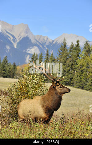 Ein vertikales Bild von einem Bull Elk Cervus Elaphus, stehend in den hohen Gräsern von Jasper Nationalpark Alberta, Kanada. Stockfoto