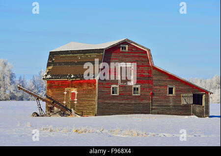 Eine alte rote Scheune auf einem Bauernhof im ländlichen Alberta Kanada steht stark im Winter Schnee in der Nähe von Morinville, Alberta, Kanada Stockfoto