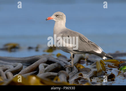 Heermans Möwe ruht auf Seetang Bett aus Oak Bay Stockfoto