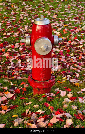 Ein roter Hydrant an eine Rasenfläche mit gefallenen Ahorn-Baum-Blätter in Sussex New Brunswick Kanada bedeckt. Stockfoto