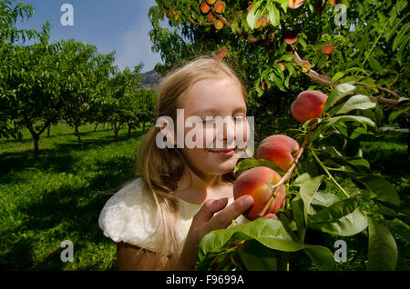 Junges Mädchen Kommissionierung Summersoaked Pfirsiche von den Bäumen in den Obstgärten von Harker die Organics, Cawston, Britisch-Kolumbien, Stockfoto