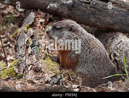 Murmeltier, Marmota Monax, im nördlichen Wald im Prince Albert National Park, Saskatchewan, Kanada Stockfoto