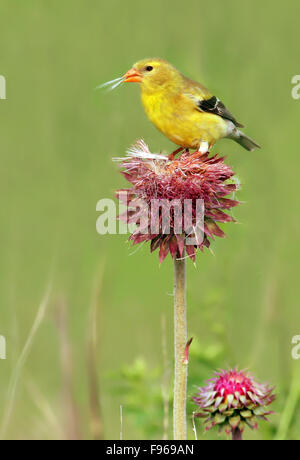 Amerikanische Stieglitz, Zuchtjahr Tristis, thront auf einer Distel in Saskatoon Stockfoto