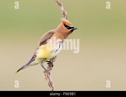 Zeder Seidenschwanz Bombycilla Cedrorum thront auf einem Wildblumen im Radisson Lake, Saskatchewan, Kanada Stockfoto