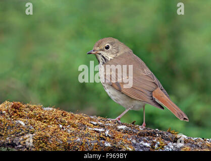 Einsiedler Thrush, Catharus Guttatus, thront auf einem moosigen Baumstamm in Saskatoon, Saskatchewan, Kanada Stockfoto