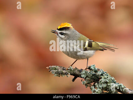 Goldencrowned Goldhähnchen Regulus Satrapa, thront auf einem Lichencovered Zweig in Saskatoon, Saskatchewan, Kanada Stockfoto