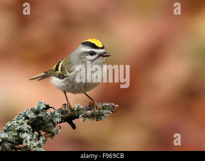 Goldencrowned Goldhähnchen Regulus Satrapa, thront auf einem Ast im Herbst, in Saskatoon, Saskatchewan Stockfoto