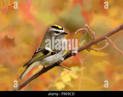 Goldencrowned Goldhähnchen Regulus Satrapa, thront auf einem Ast im Herbst in Saskatoon, Saskatchewan, Kanada Stockfoto