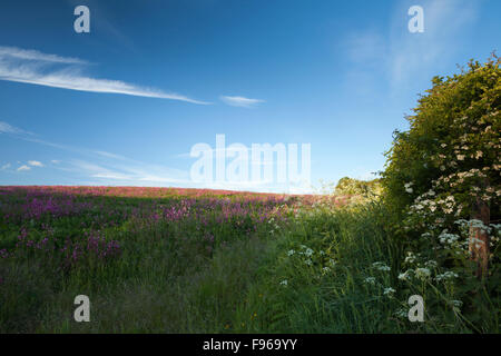 Ein Feldrand von Wildblumen, die reich an Pollen und Nektar für Bienen und Insekten neben Weißdorn Hecke in der Nähe von Holdenby, Northamptonshire, England zu gewinnen Stockfoto