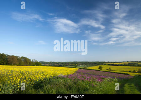 Ein Feld Marge gesät mit Pollen und Nektar reichen Wildblumen für Bienen und Insekten zwischen Ost Haddon und Holdenby, Northamptonshire, England. Stockfoto