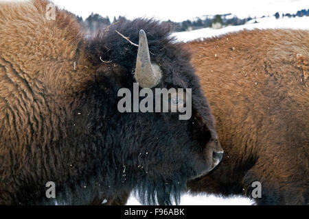 Nahaufnahme des Bisons im Winter im Yellowstone National Park, Montana, USA Stockfoto