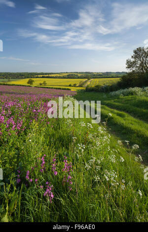 Ein Feld Marge gesät mit Pollen und Nektar reichen Wildblumen für Bienen und Insekten zwischen Ost Haddon und Holdenby, Northamptonshire, England Stockfoto