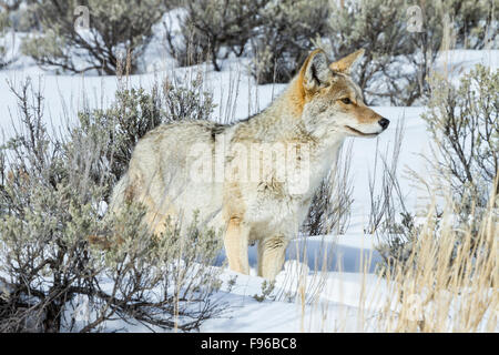 Kojote (Canis Latrans), Yellowstone-Nationalpark, Wyoming, USA Stockfoto