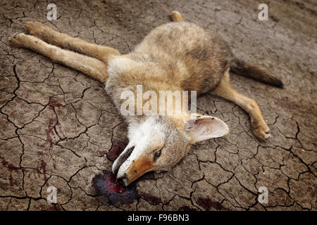 Toten Kojoten, Canis Latrans, Canidae, Caniden, südlichen Saskatchewan Straße Seite, Blut, Kanada, Prärie-Straßenrand Stockfoto