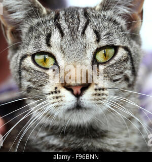 Tigerkatze, Bauernhof Katze, grüne Augen, Katzenmutter, Schnurrhaare, Haustier, Katze, Felis Catus, Felis Silvestris Catus, domestiziert, Stockfoto