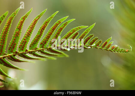 Polypodium Glycyrrhiza, Lakritze Farn, Manyfooted Farn, süße Wurzel, immergrünen Farn, Sooke, Britisch-Kolumbien, Vancouver Insel, Stockfoto