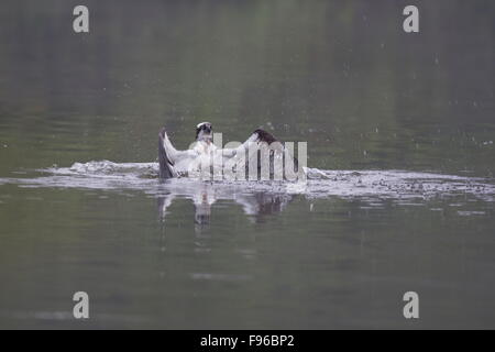 Fischadler Pandion Haliaetus, Angeln im Fluss, Quebec, Kanada Stockfoto