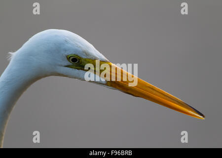 Silberreiher, Ardea Alba, Halbinsel Osa, Costa Rica Stockfoto