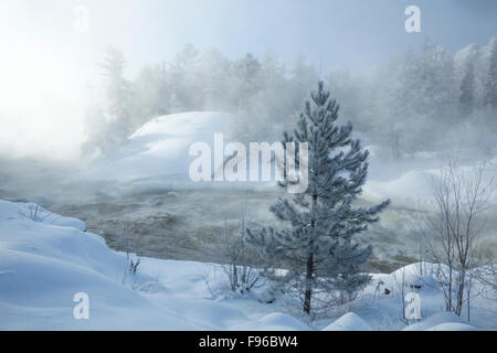 Frostigen Kiefer und Nebel, Wanapitae Fluss, Wanup, Ontario, Kanada Stockfoto