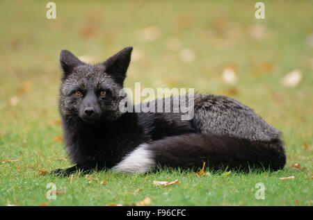 Rotfuchs (Vulpes Vulpes) Erwachsene (Silber Phase) unabhängig von der Farbvarianten, haben alle rote Füchse ein Whitetipped Endstück. Falcon Stockfoto