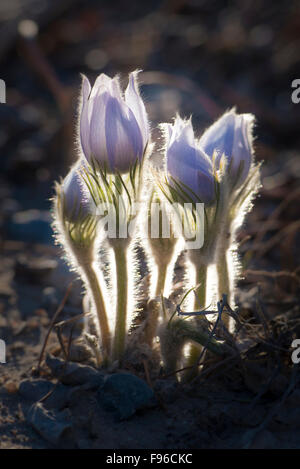 Blume, Krokus, Makro, lila, fuzzy, Gruppe, zusammen, Hintergrundbeleuchtung, untergehende Sonne Stockfoto