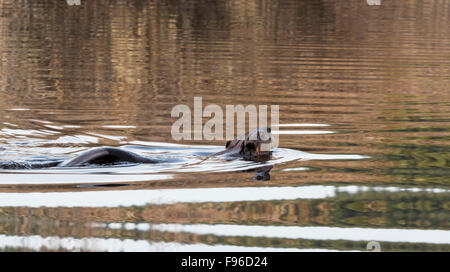 Britisch-Kolumbien, Kanada, Biber, Castor Canadensis, Stockfoto