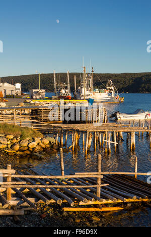 Angelboote/Fischerboote am Kai, Cape Broyle, Neufundland, Kanada gefesselt Stockfoto