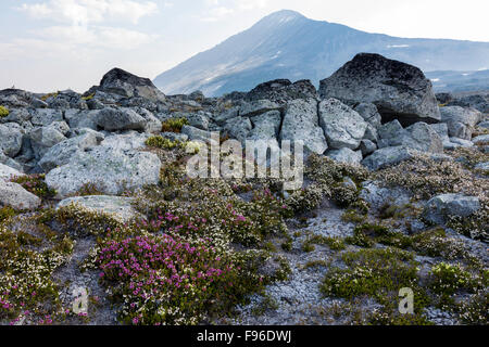 Britisch-Kolumbien, Kanada, Charlotte Alplands, Chilcotin Region, Weißenberger Heidekraut, Cassiope Mertensiana, alpine, Chilcotin Stockfoto