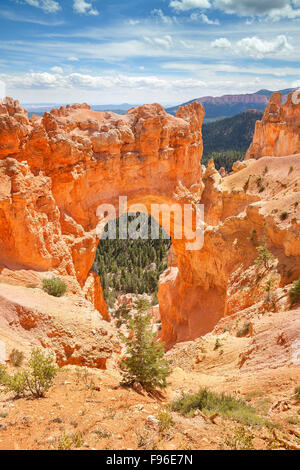 Naturale im Bryce-Canyon-Nationalpark, Utah, USA. Stockfoto