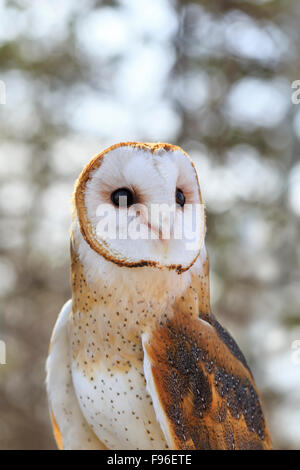 Schleiereule, Tyto Alba, in Gefangenschaft, Fort Whyte, Manitoba, Kanada Stockfoto