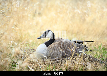 Kanadagans (Branta Canadensis) nisten, Fort Whyte, Manitoba, Kanada Stockfoto