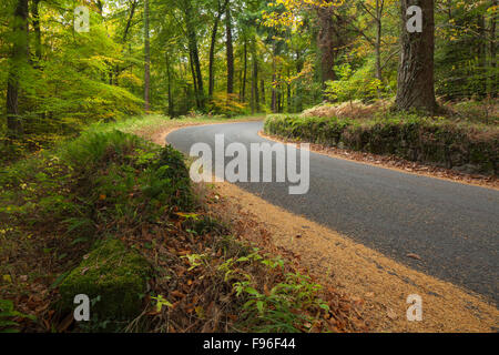 Die schwungvolle Kurve von einem schmalen Waldweg im Herbst, in der Nähe der Llandogo im Wye Valley, Monmouthshire, Wales, UK. Stockfoto