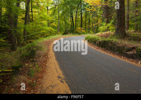 Die schwungvolle Kurve von einem schmalen Waldweg im Herbst, in der Nähe der Llandogo im Wye Valley, Monmouthshire, Wales, UK. Stockfoto