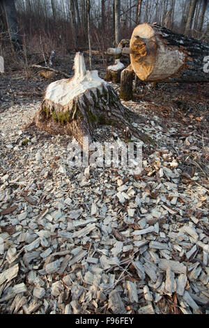 Kaute stumpf, Elk Island National Park, Alberta, Kanada Stockfoto
