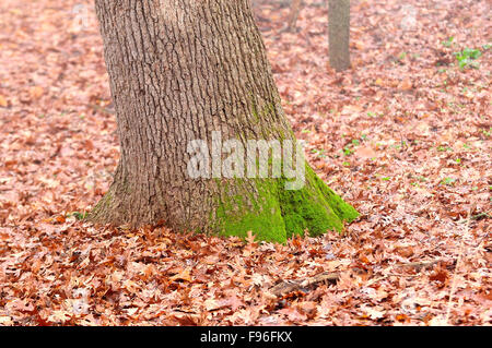 Moos auf der Nordseite des Baumstammes. Stockfoto