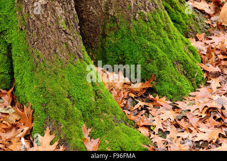 Moos auf der Nordseite des Baumstammes. Stockfoto