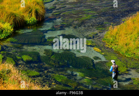 Mann-Fliegenfischen in einem Fluss in Neuseeland, Spring Creek